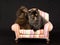 Pretty cute Persian kittens on mini chair