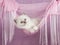 Pretty cute Ragdoll kitten in pink hammock