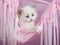 Pretty cute Ragdoll kitten in pink hammock