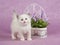 Pretty cute Ragdoll kitten with trellis flowers