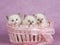 Pretty cute Ragdoll kittens in pink basket