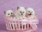 Pretty cute Ragdoll kittens in pink basket