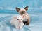 Pretty cute Siamese Oriental kittens