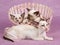 Pretty cute Siamese Oriental kittens in basket