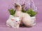 Pretty cute Siamese Oriental kittens with flowers