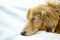 Pretty dachshund sleeps sweetly in a bed on light blue blanket