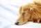 Pretty dachshund sleeps sweetly in a bed on light blue blanket
