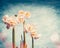 Pretty daffodils on bokeh sky background, spring nature