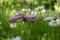 Pretty dainty pink wildflowers growing in a meadow