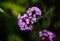 Pretty dainty purple pink flower cluster with shallow depth of field