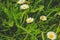 Pretty daisy flowers on green field in New Zealand