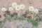 Pretty Daisy or Pretty Fleabane Erigeron bellidiastrum