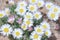 Pretty Daisy or Pretty Fleabane Erigeron bellidiastrum