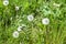 Pretty dandelion flower seeds along the roadside in the English countryside.