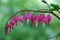 Pretty Dangling Bleeding Heart Flower Blossoms