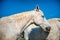 Pretty dappled grey horse in summer sunshine