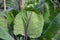 The pretty detail on the underside of brassica leaves