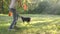 Pretty dog border collie shows a trick, running around in circles behind the frisbee who holds the girl handler in the