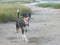 Pretty dog crossed beagle walks happy on the beach