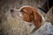 Pretty dog. Portrait of a hunting dog that sniffs the air in search of a bird. Epanyulya Breton. Brittany Spaniel