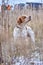 Pretty dog. Portrait of a hunting dog that sniffs the air in search of a bird. Epanyulya Breton. Brittany Spaniel