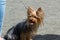 A pretty dog, a Yorkshire terrier, standing on a leash at the feet of the owner.