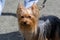 A pretty dog, a Yorkshire terrier, standing on a leash at the feet of the owner.