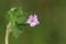 A pretty Doves-foot Cranesbill, Geranium molle, growing in a wildflower meadow in the countryside in the UK.