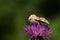 A pretty Dusky Sallow Moth,  Eremobia ochroleuca, perching on a Knapweed flower growing in a meadow.