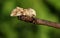 A pretty Dusky Sallow Moth Eremobia ochroleuca perching on a twig.