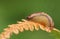 A pretty Dusky Slug Arion subfuscus perching on a bracken leaf in woodland.