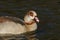 A pretty Egyptian Goose, Alopochen aegyptiaca, swimming on a lake.