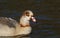 A pretty Egyptian Goose, Alopochen aegyptiaca, swimming on a lake.