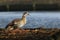 A pretty Egyptian goose Alopochen aegyptiacus standing on the bank of a lake in Autumn.