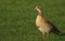 A pretty Egyptian Goose Alopochen aegyptiacus standing in a meadow.