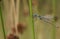 A pretty Emerald Damselfly or common spreadwing Lestes sponsa perched on a reed.