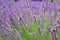 Pretty English Lavender Plants and Flowers Blowing in Wind in Corbett Oregon with Bumble Bees. Short focus with blurred backgroun