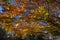 Pretty Fall Foliage With Orange and Yellow Leaves