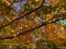 Pretty Fall Foliage With Orange and Yellow Leaves in November