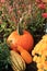 Pretty Fall themed scene with pumpkins, gourds and squash, tucked between Hardy Mum plants