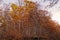 Pretty fall woods atop a hill