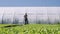 Pretty farmer irrigates green young seedlings on the field near the greenhouse