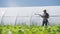 Pretty farmer irrigates green young seedlings on the field near the greenhouse