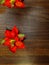 Pretty Faux Red Christmas Poinsettias in a Row on Stone Floor against Textured Rustic Wood Board Wall Background with extra room