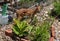 Pretty Fawn White Tail Deer in the Summer Garden in June