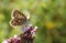 A pretty female Chalk Hill Blue Butterfly Polyommatus coridon nectaring on a Marjoram flower.