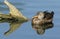 A pretty female Gadwall Anas strepera resting on a log submerged in a lake.