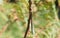 A pretty female Migrant Hawker Dragonfly Aeshna mixta perching on a twig.