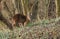 A pretty female Muntjac Deer Muntiacus reevesi feeding on an island in the middle of a lake.