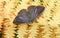 A pretty female Purple Hairstreak Butterfly Favonius quercus perched on bracken.